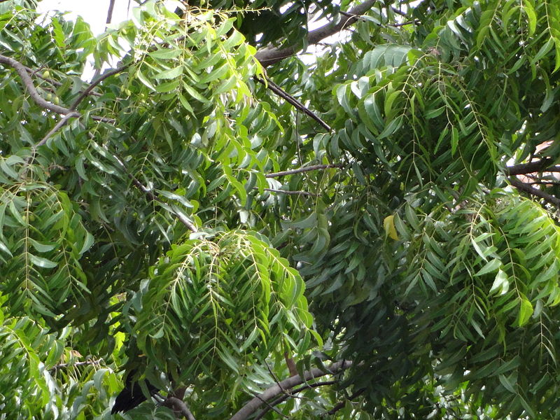 arborele neem